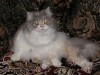 Файл=P2210133.jpg
Объём=121KB
Размеры=800x600
Дата=Март 18, 2007 P2210133.jpg