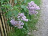 Файл=P6121170.jpg
Объём=129KB
Размеры=800x600
Дата=Март 18, 2007 P6121170.jpg