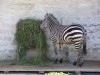 Файл=P7031864.jpg
Объём=139KB
Размеры=800x600
Дата=Март 18, 2007 P7031864.jpg