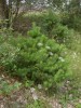 Файл=P7263330.jpg
Объём=195KB
Размеры=600x800
Дата=Март 18, 2007 P7263330.jpg
