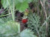 Файл=P7263351.jpg
Объём=90KB
Размеры=800x600
Дата=Март 18, 2007 P7263351.jpg