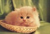 Файл=CAT-095.JPG
Объём=29KB
Размеры=800x555
Дата=Дек 08, 2007 CAT-095.JPG