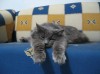 Файл=05_zverushki.jpg
Объём=45KB
Размеры=800x599
Дата=Апр 21, 2007 05_zverushki.jpg