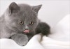 07_pushist_62727.jpg