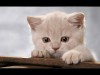 Файл=11_pushist_49039.jpg
Объём=47KB
Размеры=740x555
Дата=Апр 21, 2007 11_pushist_49039.jpg