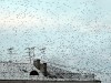 Файл=birds.jpg
Объём=81KB
Размеры=800x600
Дата=Фев 27, 2008 birds.jpg