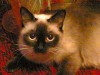 Файл=030.jpg
Объём=268KB
Размеры=1152x864
Дата=Янв 20, 2008 030.jpg