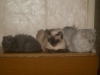 Файл=S6300773.JPG
Объём=457KB
Размеры=1024x768
Дата=Апр 13, 2009 S6300773.JPG