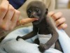 baby_gorilla.jpg