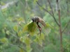Файл=DSC00715.JPG
Объём=70KB
Размеры=1024x768
Дата=Май 28, 2007 DSC00715.JPG