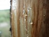 Файл=DSC00722.JPG
Объём=66KB
Размеры=1024x768
Дата=Май 28, 2007 DSC00722.JPG