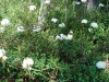 DSC00958.JPG