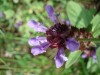 Файл=DSC01143.JPG
Объём=83KB
Размеры=1024x768
Дата=Июль 30, 2007 DSC01143.JPG