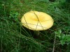 Файл=DSC01224.JPG
Объём=144KB
Размеры=1024x768
Дата=Авг 06, 2007 DSC01224.JPG