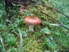 Файл=DSC01225.JPG
Объём=251KB
Размеры=1024x768
Дата=Авг 06, 2007 DSC01225.JPG