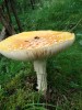 Файл=DSC01228.JPG
Объём=103KB
Размеры=576x768
Дата=Авг 06, 2007 DSC01228.JPG