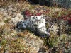 Файл=DSC01340.JPG
Объём=316KB
Размеры=1024x768
Дата=Фев 07, 2008 DSC01340.JPG