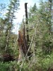 Файл=DSC01366.JPG
Объём=159KB
Размеры=576x768
Дата=Фев 07, 2008 DSC01366.JPG