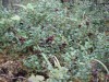 Файл=DSC01431.JPG
Объём=190KB
Размеры=1024x768
Дата=Фев 07, 2008 DSC01431.JPG
