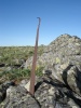 Файл=DSC02336.JPG
Объём=105KB
Размеры=576x768
Дата=Июль 07, 2008 DSC02336.JPG