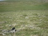 Файл=DSC02432.JPG
Объём=173KB
Размеры=1024x768
Дата=Окт 07, 2008 DSC02432.JPG