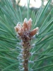 Файл=DSC02685.JPG
Объём=66KB
Размеры=576x768
Дата=Нояб 26, 2008 DSC02685.JPG