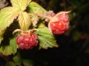 Файл=DSC02721.JPG
Объём=83KB
Размеры=1024x768
Дата=Нояб 26, 2008 DSC02721.JPG