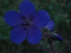Файл=DSC02752.JPG
Объём=49KB
Размеры=1024x768
Дата=Нояб 26, 2008 DSC02752.JPG