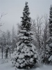 Файл=DSC02929.JPG
Объём=104KB
Размеры=576x768
Дата=Окт 20, 2008 DSC02929.JPG