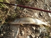 Файл=DSC03292.JPG
Объём=111KB
Размеры=640x480
Дата=Июнь 26, 2009 DSC03292.JPG