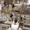 Файл=09ja7000.gif
Объём=183KB
Размеры=280x280
Дата=Дек 17, 2007 09ja7000.gif