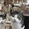 Файл=11nh4000.gif
Объём=178KB
Размеры=280x280
Дата=Дек 17, 2007 11nh4000.gif