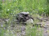Файл=P6260059.JPG
Объём=198KB
Размеры=800x599
Дата=Авг 11, 2007 P6260059.JPG