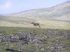 Файл=P6300140.JPG
Объём=107KB
Размеры=800x599
Дата=Авг 11, 2007 P6300140.JPG