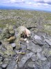 Файл=P7010225.JPG
Объём=92KB
Размеры=449x600
Дата=Авг 11, 2007 P7010225.JPG