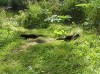 Файл=P7060269.JPG
Объём=214KB
Размеры=800x599
Дата=Авг 11, 2007 P7060269.JPG