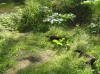 Файл=P7060270.JPG
Объём=206KB
Размеры=800x599
Дата=Авг 11, 2007 P7060270.JPG