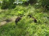 Файл=P7060271.JPG
Объём=212KB
Размеры=800x599
Дата=Авг 11, 2007 P7060271.JPG