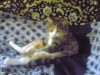 Файл=29082007.jpg
Объём=370KB
Размеры=1280x960
Дата=Нояб 28, 2007 29082007.jpg