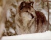 Файл=WOLVES-1~0.JPG
Объём=161KB
Размеры=1152x900
Дата=Окт 16, 2007 WOLVES-1~0.JPG
