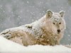 Файл=WOLVES-2~0.JPG
Объём=53KB
Размеры=800x600
Дата=Окт 16, 2007 WOLVES-2~0.JPG