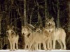 Файл=WOLVES-5~0.JPG
Объём=69KB
Размеры=800x600
Дата=Окт 16, 2007 WOLVES-5~0.JPG