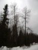 Файл=33.JPG
Объём=61KB
Размеры=450x600
Дата=Дек 08, 2008 33.JPG