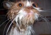 Файл=soaking_wet_cat.jpg
Объём=34KB
Размеры=420x290
Дата=Дек 16, 2007 soaking_wet_cat.jpg