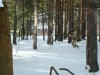 Файл=DSC00084.JPG
Объём=1169KB
Размеры=2048x1536
Дата=Апр 17, 2008 DSC00084.JPG
