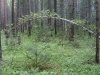 Файл=березовая_арка.JPG
Объём=315KB
Размеры=1142x857
Дата=Авг 09, 2008 березовая_арка.JPG