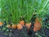 Файл=марковка.JPG
Объём=285KB
Размеры=1142x857
Дата=Сент 14, 2008 марковка.JPG