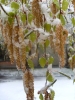 Файл=SL380008.JPG
Объём=372KB
Размеры=1224x1632
Дата=Май 17, 2009 SL380008.JPG