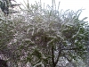 Файл=SL380010.JPG
Объём=754KB
Размеры=1632x1224
Дата=Май 17, 2009 SL380010.JPG