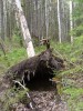 Файл=SL380199.JPG
Объём=358KB
Размеры=857x1142
Дата=Июнь 02, 2008 SL380199.JPG
